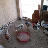 مرغ خروس گلین چلتاج ریشی|حیوانات مزرعه|اصفهان, محمودآباد|دیوار