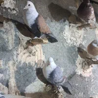 ‌کفتر پرشی