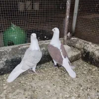 کبوتر دوکت طاووسی و دوکت سرخ نر