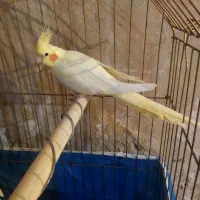 لوتینو ماده