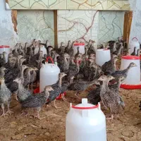 فروش جوجه بوقلمون ۳۰ روزه قیمت۳۵۰