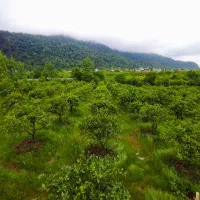 مشارکت-مجموعه-بوم-گردی-چالوس