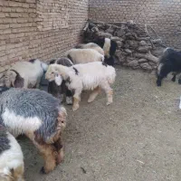 بره پرواری|حیوانات مزرعه|کوهرنگ, |دیوار