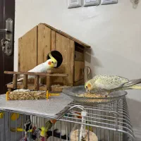 عروس هلندی نر و ماده|پرنده|تهران, افسریه جنوبی|دیوار