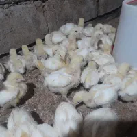 جوجه گوشتی|حیوانات مزرعه|سلیمان, |دیوار