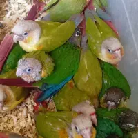 جوجه گرینچیک تعداد و تک