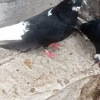 دو تا کلاغ سفید نرپرشی دونه ۵۰۰|حیوانات|سبزوار, قصبه غربی|دیوار