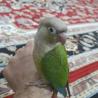 گرینچیک گمشده