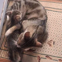 واگذاری گربه مادر و توله کاملا خونگی