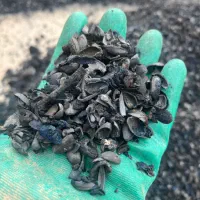 کربن پوست پسته