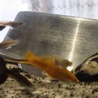 فروش  ماهی گوپی و دمشمشیری