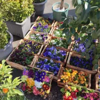 کلیه کارهایه باغبانی سم پاشی هرس  گل کاری تیلرزن