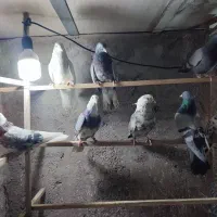 کبوتر|پرنده|پاکدشت, حصار امیر|دیوار