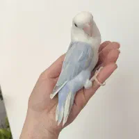 کوتوله نر نیمه رام|پرنده|بوشهر, |دیوار