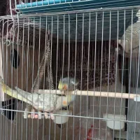 عروس هلندی مایه و نر