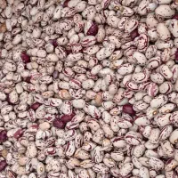 لوبیا وحبوبات تازه عمده وخرده
