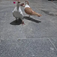 کبوتر پلاس|پرنده|قم, حنیف نژاد|دیوار