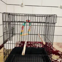 قفس پرنده بزرگ