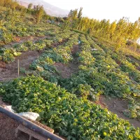 باغ|فروش دفتر صنعتی، کشاورزی، تجاری|مرند, |دیوار