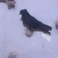 حیون گرفتنی