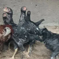 جوجه و مرغ لاری