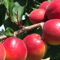 نهال های زردآلو گلدونی بارده  آماده بهره برداری|خدمات باغبانی و درختکاری|اصفهان, آزادگان|دیوار
