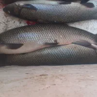 ماهی رودخانه|ماهی|سقز, |دیوار