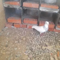 طوقی|پرنده|فشاپویه, |دیوار