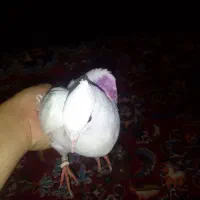کفتر سفید|پرنده|تهران, نعمت‌آباد|دیوار