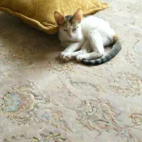 واگذاری. گربه. رایگان|گربه|گنبد کاووس, |دیوار