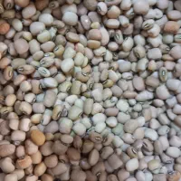 لوبیا روغنی (عربی)