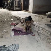 سگ ژرمن شپرد ماده بسیار با هوش ۵ ماه بدون ش|سگ|نظرآباد, شهرک سید جمال الدین|دیوار