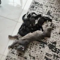 بچه گربه اسکاتیش