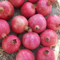 انار عمده رباب صادراتی با کیفیت بسیار بالا|عمده‌فروشی|تهران, تهرانپارس جنوبی|دیوار