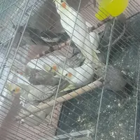 جوجه عروس سه چهار ماهه