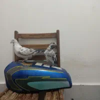 کفتر|پرنده|قم, ولیعصر|دیوار