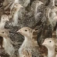 هشترخان