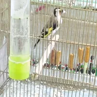 سهره تازه گیر|پرنده|بروجرد, |دیوار