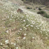 فروش-زمین-ویلایی