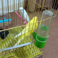 دوعدد مرغ عشق مست باقفس