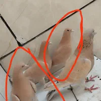 کبوتر یا کفتر گمشده