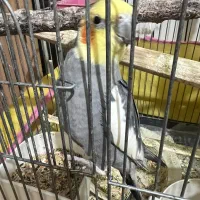 عروس جفت با جوجه|پرنده|قم, شاه سید علی|دیوار