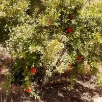 کارگرباغ با جای خواب فقط مجرد
