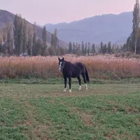 اسب مادیون اروم و یورقه