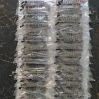 جرمگیر  رسوب گیر سماور سیمی آتشین پیام