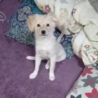 سگ پامرین اشپیتز 2ماهه