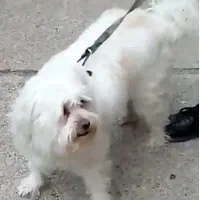 سگ پاکوتاه