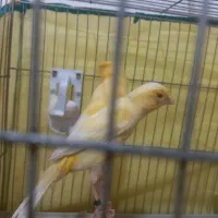 جفت قناری آماده لونه گرم کردن|پرنده|سیرجان, |دیوار