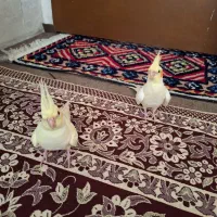 سلام عروس هلندی