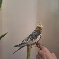 عروس هلندی رام ودستی